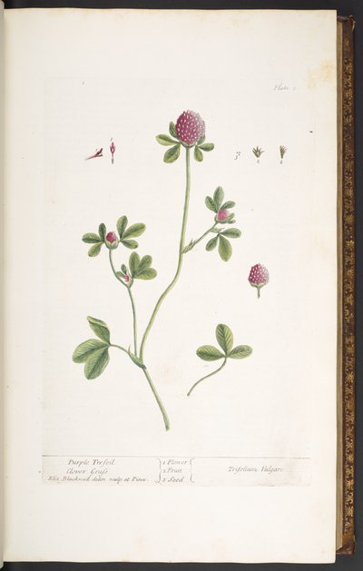 Planche 20, Trèfle violet, de 