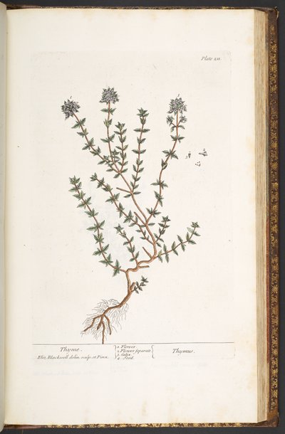Planche 211, Thym, de 