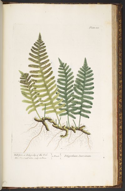 Planche 215, Polypode du Chêne, de 