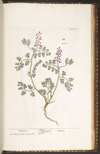 Planche 237, Fumeterre, de 