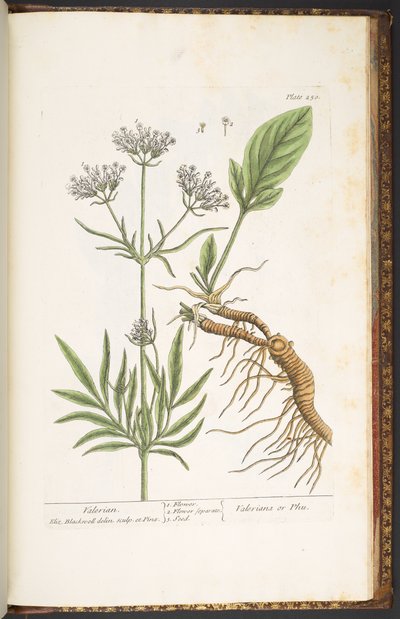 Planche 250, Valériane, de 