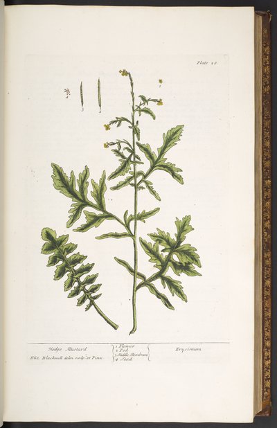 Planche 28, Moutarde des haies, de 