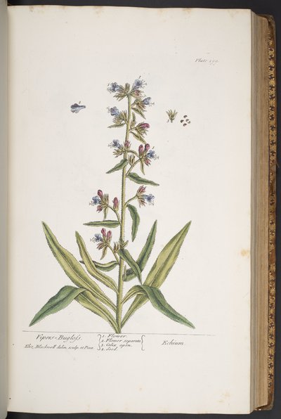 Planche 299, Vipérine, de 