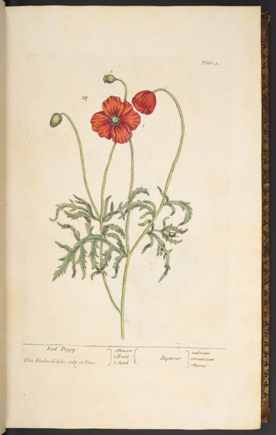 Planche 2, Coquelicot, de 