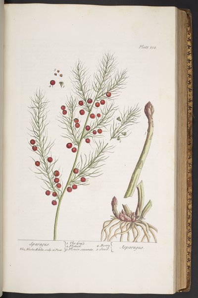 Planche 332, Sparagus, de 