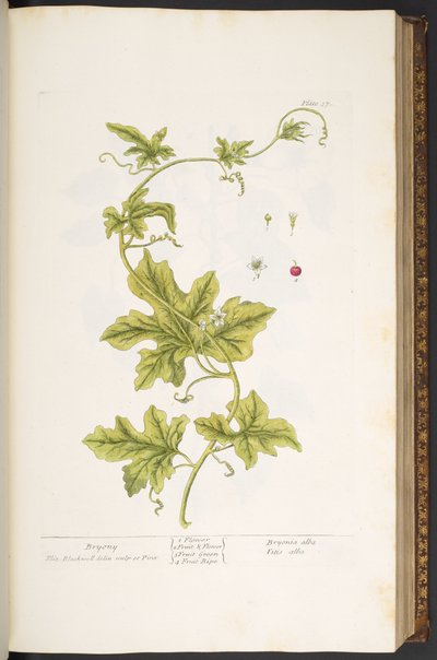 Planche 37, Bryone, de 