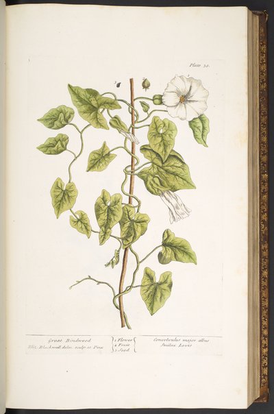 Planche 38, Great Bindweed, de 