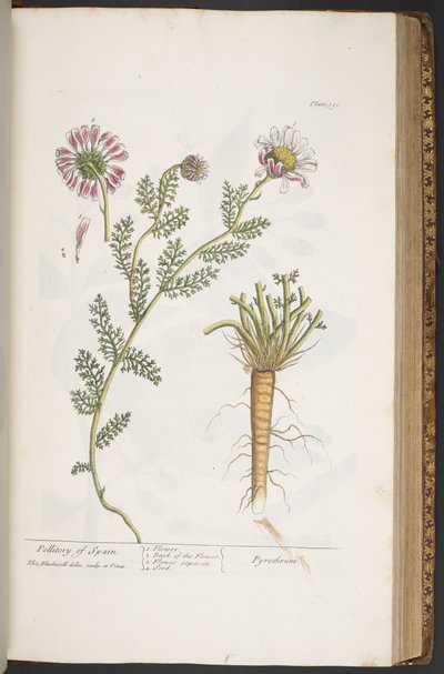 Planche 390, Pellitory of Spain, de 