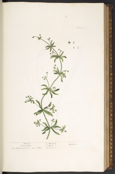 Planche 39, Gaille, de 
