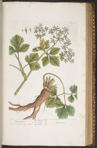 Planche 408, Alexanders, de 