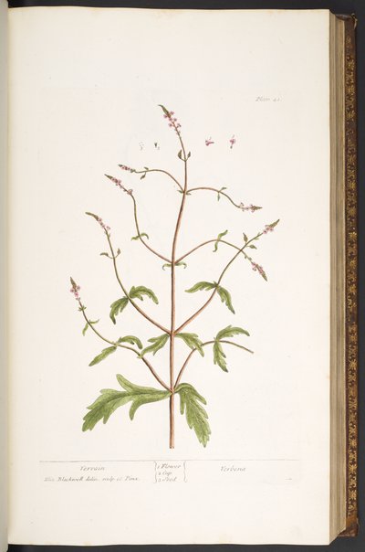 Planche 41, Vervain, de 