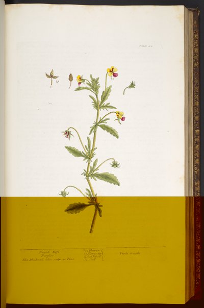 Planche 44, Pensée tricolore, de 