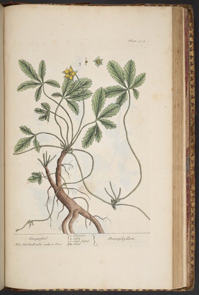 Planche 454, Potentille, de 