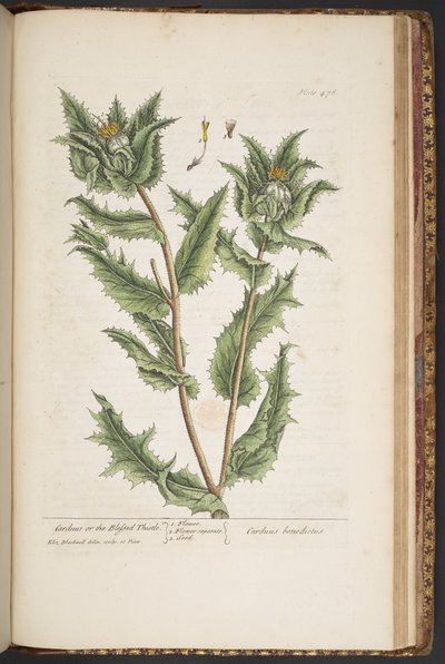 Planche 476, Carduus, ou le Chardon Béni, de 