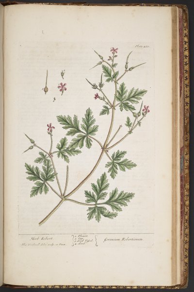 Planche 480, Herb Robert, de 