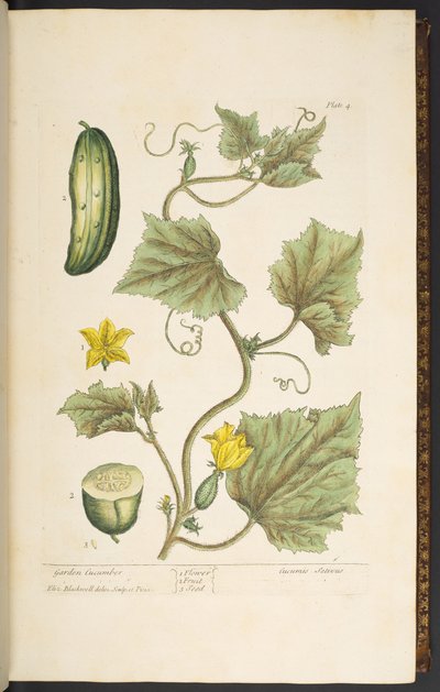 Planche 4, Concombre de jardin, de 
