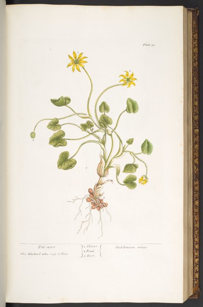 Planche 51, Herbe aux Hémorroïdes, de 