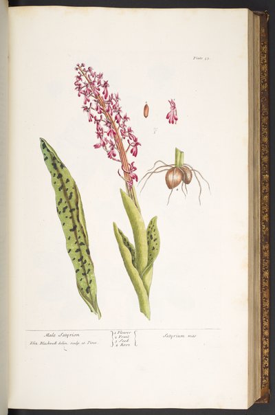 Planche 53, Satyrion mâle, de 