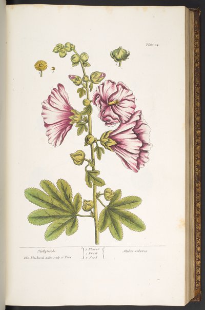 Planche 54, Roses Trémières, de 