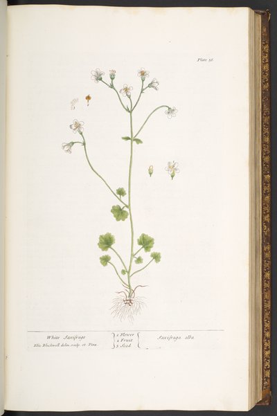 Planche 56, Saxifrage Blanche, de 