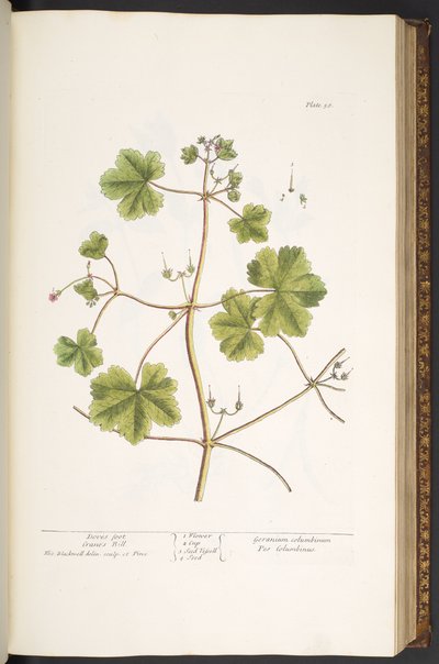 Planche 58, Pied de colombe, Géranium des prés, de 