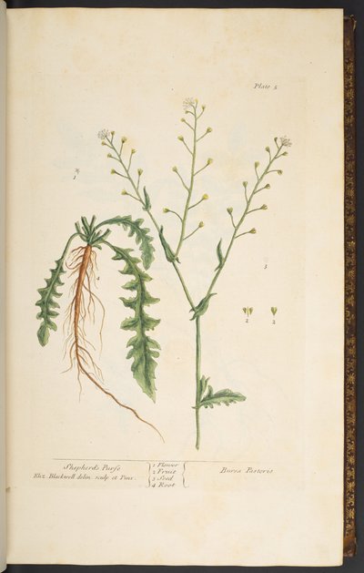 Planche 5, Bourse-à-pasteur, de 