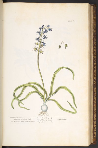 Planche 61, Jacinthe ou Campanules, de 