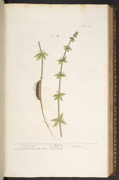 Planche 76, Croix de Wort, de 