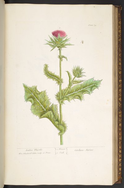 Planche 79, Chardon des Dames, de 
