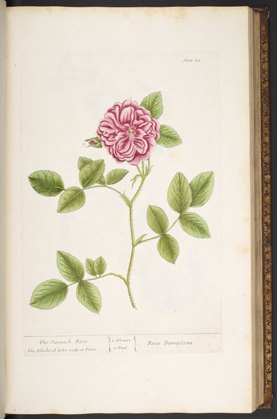 Planche 82, Rose de Damas, de 