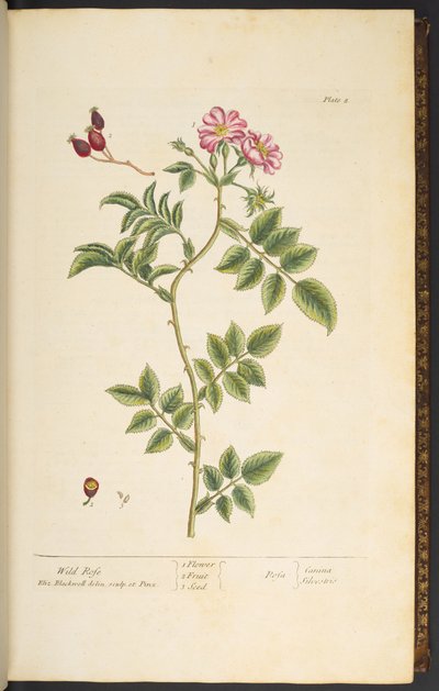 Planche 8, Églantier, de 