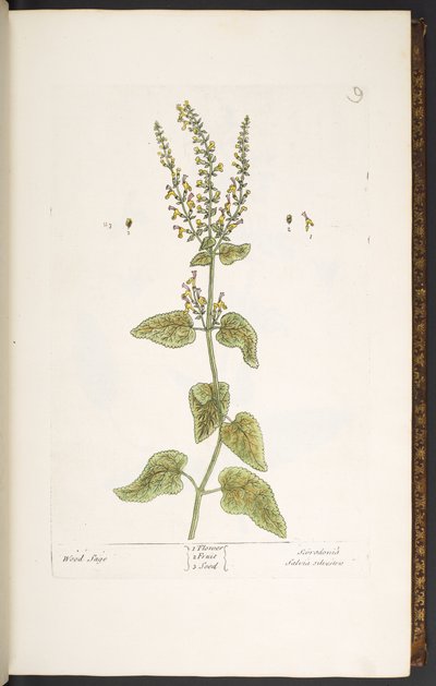 Planche 9, Sauge des bois, de 