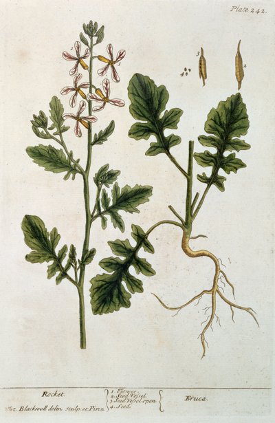 Roquette, planche 242 de 