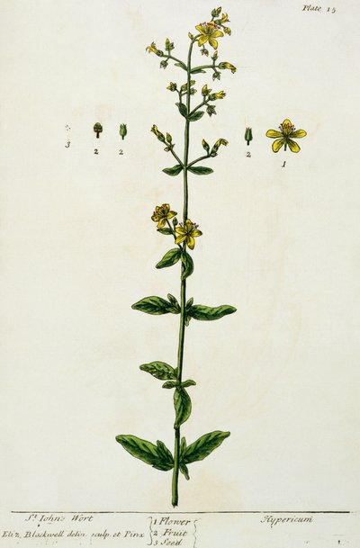 Millepertuis, planche 15 de 