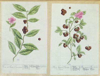 Thé et thé de Chine, planche de 