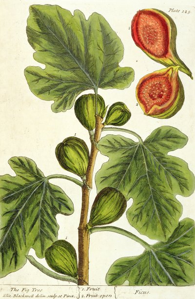Le figuier, planche 125 de 