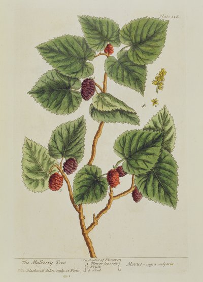 Le mûrier, planche 126 de 