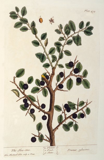 Le prunellier, planche 494 de 