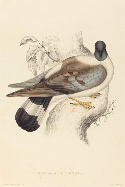 Columba Leuconota (Pigeon des neiges) - Elizabeth Gould