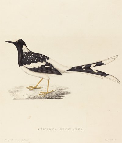 Enicurus Maculatus (Forktail tacheté) - Elizabeth Gould