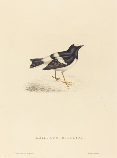 Enicurus Scouleri (Petite Forktail) - Elizabeth Gould