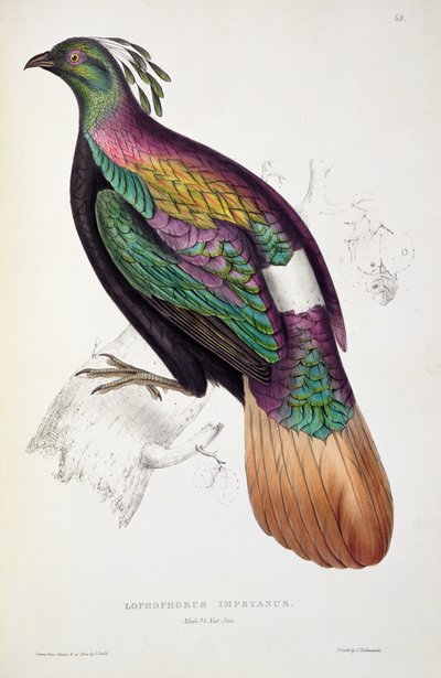 Faisan Monal de l