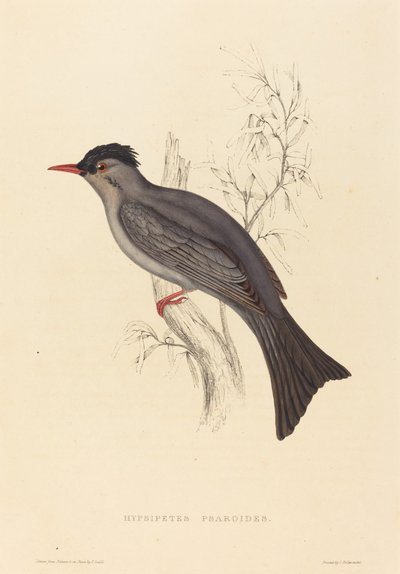 Hypsipetes Psaroides (Bulbul noir) - Elizabeth Gould