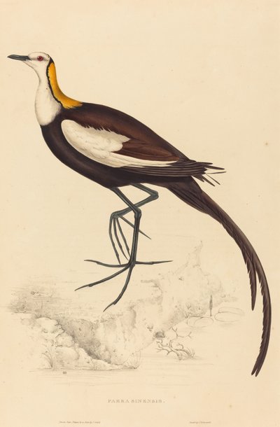 Parra Sinensis (Jacana à longue queue) - Elizabeth Gould