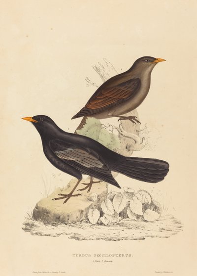 Turdus Poecilopterus (Grive aztèque) - Elizabeth Gould
