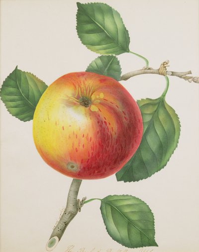 Une pomme, vers 1835 - Elizabeth Jane Hill