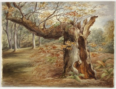 Arbre pourri - Elizabeth Murray