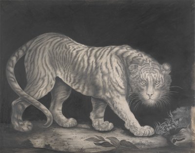 Un tigre rôdeur - Elizabeth Pringle