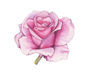 Rose rose, 2012 (aquarelle) - Elizabeth Rider