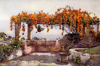 Bignonia Venusta - Ella Du Cane